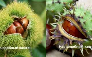 Какие каштаны можно есть а какие нельзя