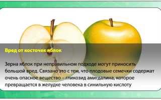 Чем полезны яблочные семечки для организма человека?